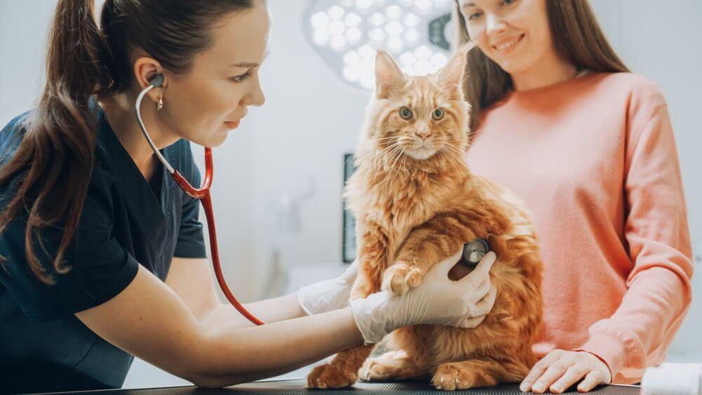 Una veterinaria tiene uno stetoscopio sul petto di un gatto su un tavolo da visita mentre il proprietario osserva da dietro l'animale.