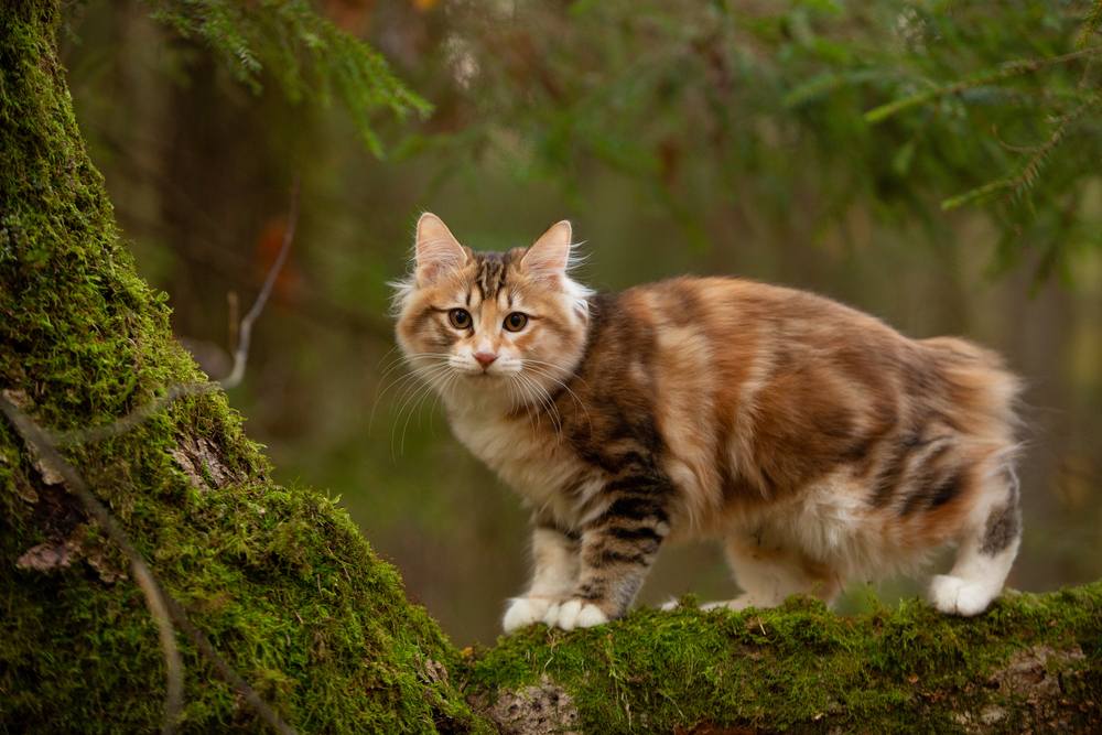 gatto bobtail curile all'aperto nella foresta