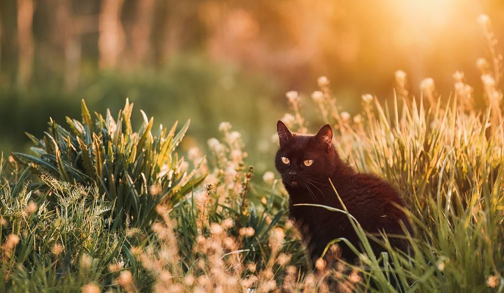 Un gatto nero è seduto nell'erba alta.