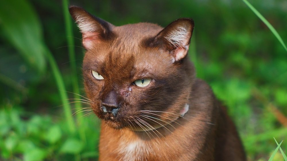 Un gatto marrone, in primo piano, con secrezione bianca dal naso e dagli occhi, sullo sfondo un ambiente esterno.