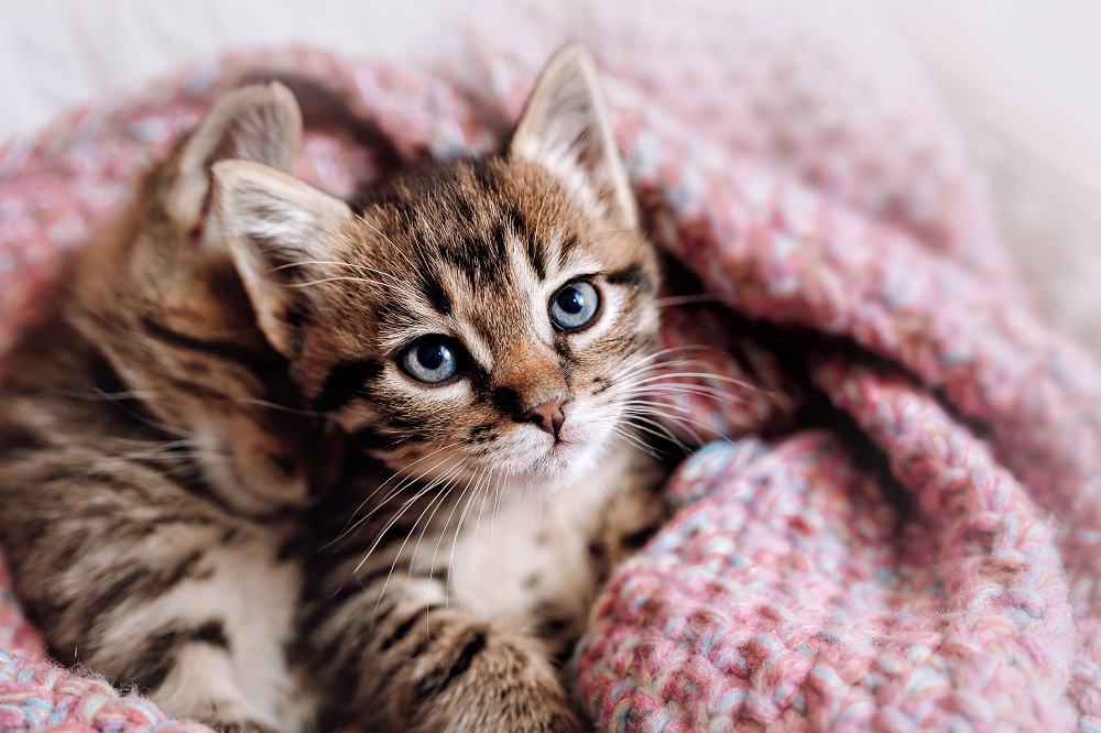 Una coppia di gattini felici dorme insieme in una calda coperta.