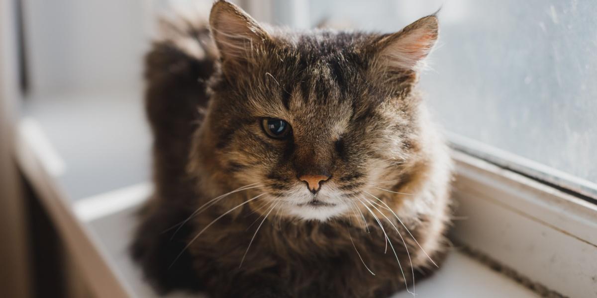 Un gatto grigio con un occhio solo giace sul davanzale della finestra. Malattia. Tumore maligno all'occhio sinistro. Intervento chirurgico. Rimozione del bulbo oculare.