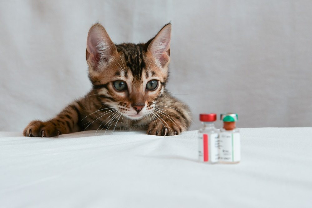 Piccolo gattino che guarda due flaconi di vaccino, in primo piano.