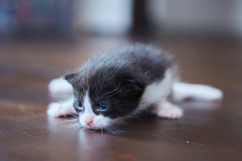 Gattino grigio e bianco di due settimane con occhi azzurri