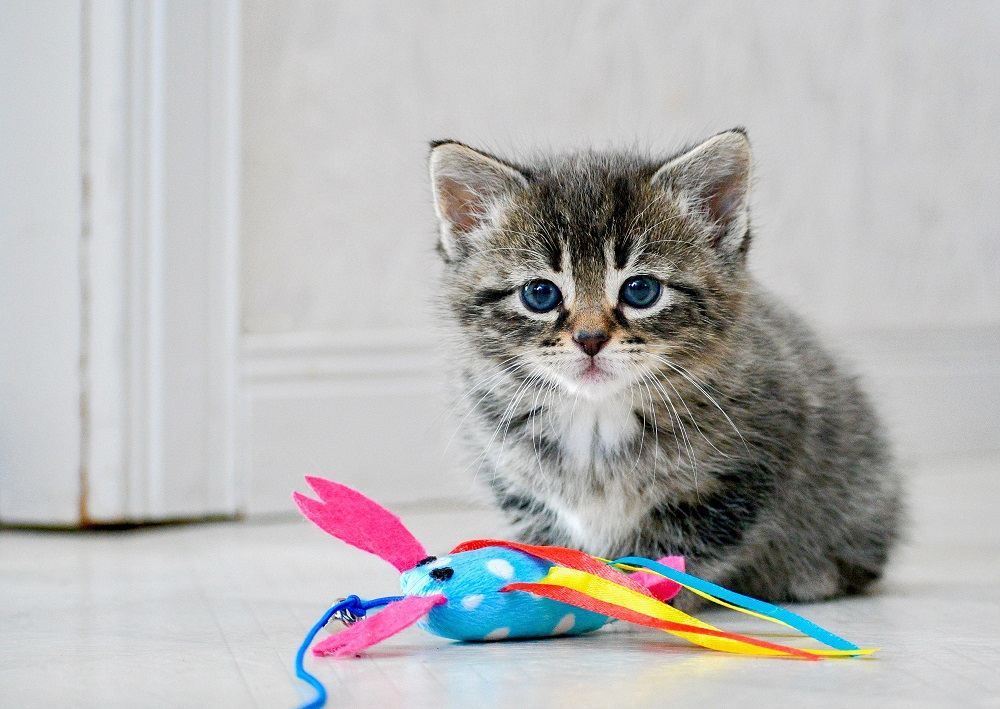 Gattino di sei settimane seduto con un giocattolo