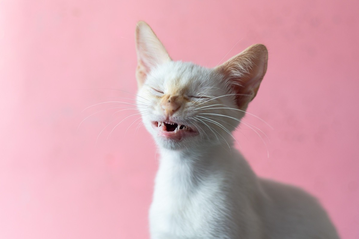 Un gattino con la pelliccia bianca in mezzo a uno starnuto, in primo piano, con sfondo rosa.