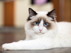 Beautiful young white purebred Ragdoll cat with blue eyes