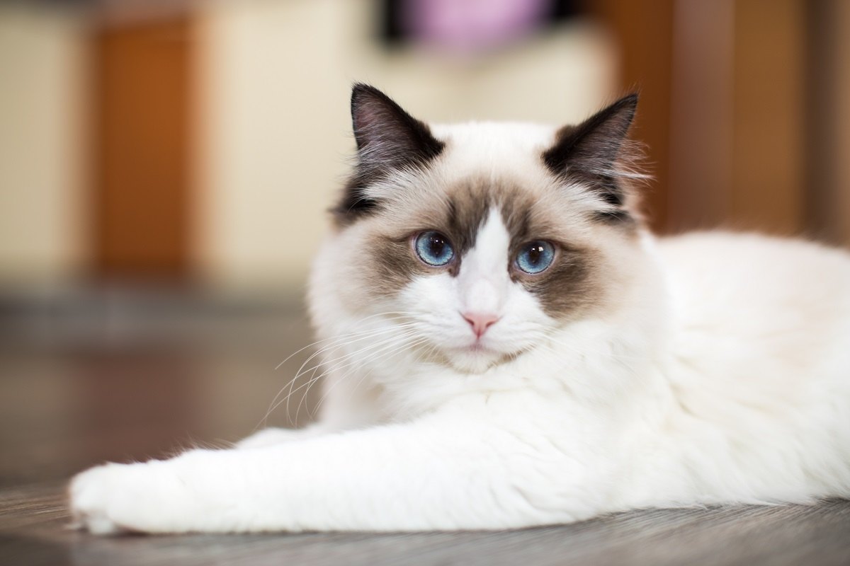 Bellissimo giovane gatto Ragdoll bianco di razza pura con occhi azzurri