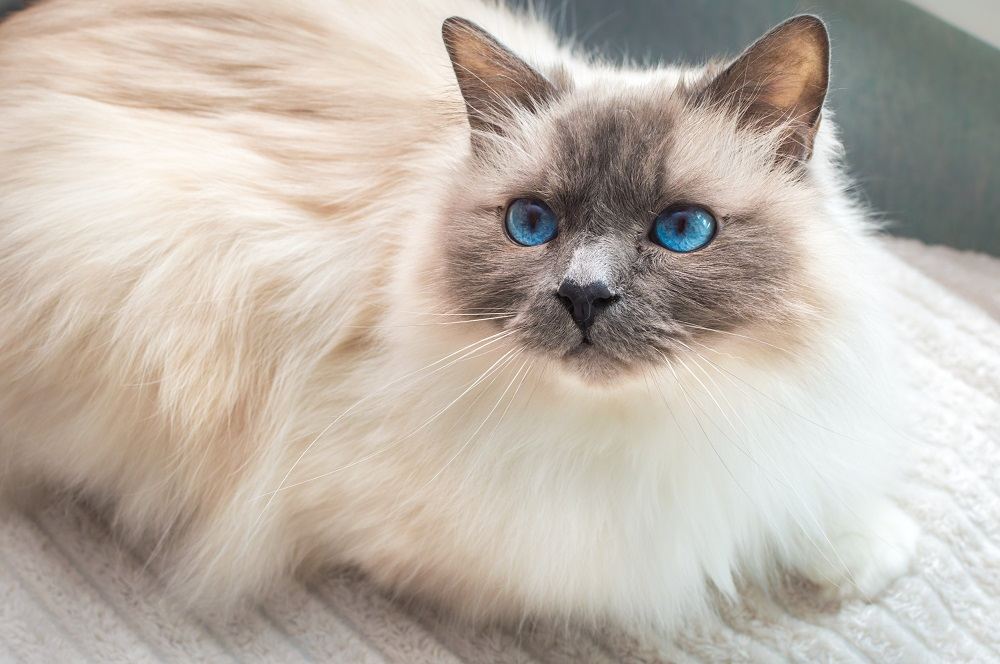 Gatto Sacro di Birmania. Gatto birmano con occhi azzurri.