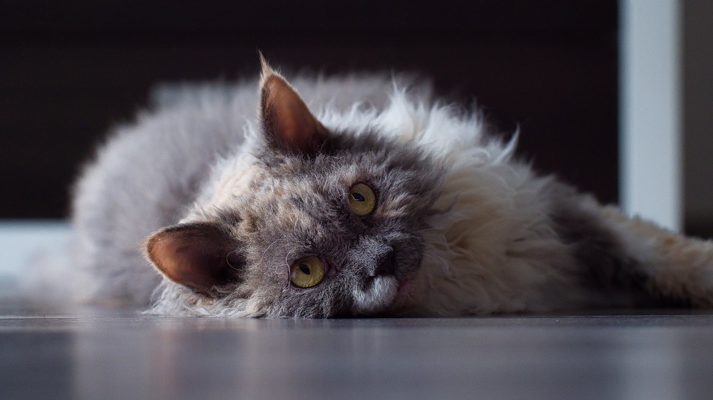 Gatto Selkirk Rex bianco e blu su pavimento grigio.