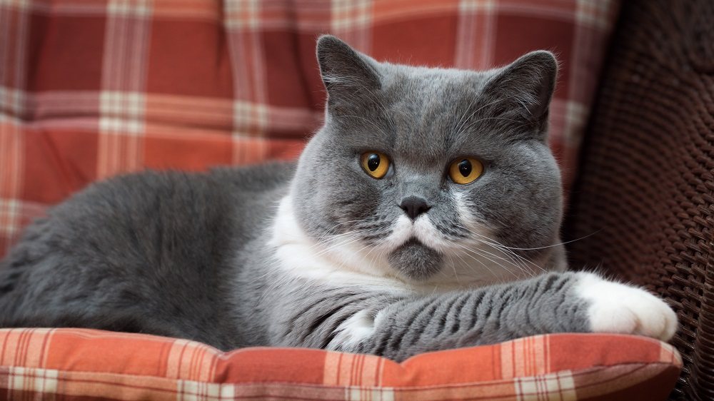 Gatto British Shorthair sul cuscino.