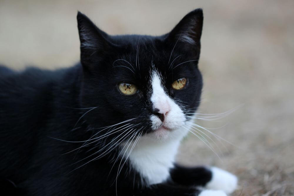 Macchie marroni nell'iride del gatto bianco e nero.