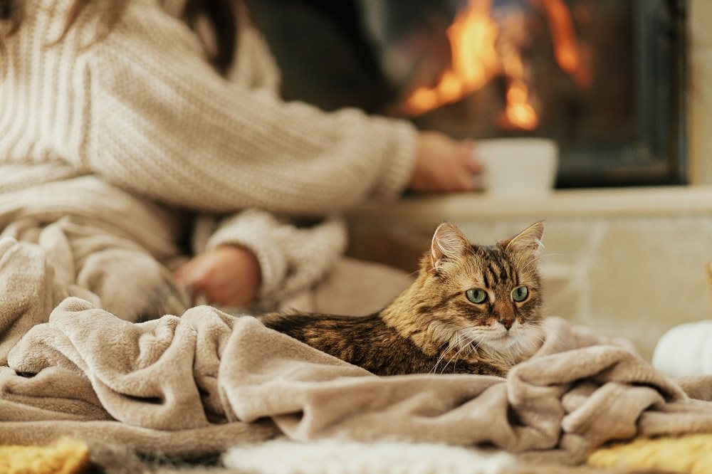 Un gatto soriano marrone seduto su una coperta vicino al camino mentre il suo padrone beve il tè.