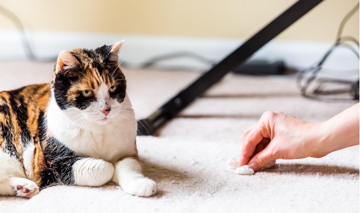 Gatto con espressione colpevole mentre la femmina pulisce il tappeto lì vicino