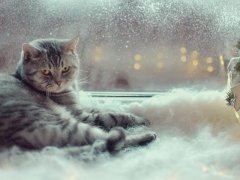 Cat in the winter window