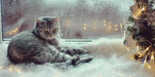 75 idee per nomi di gatti invernali con significati