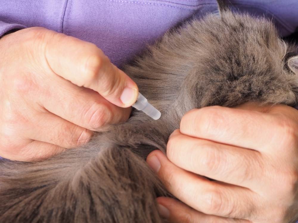 Primo piano di mani maschili che iniettano un farmaco antipulci nella pipetta e lo applicano sulla pelle delle scapole di un gatto.