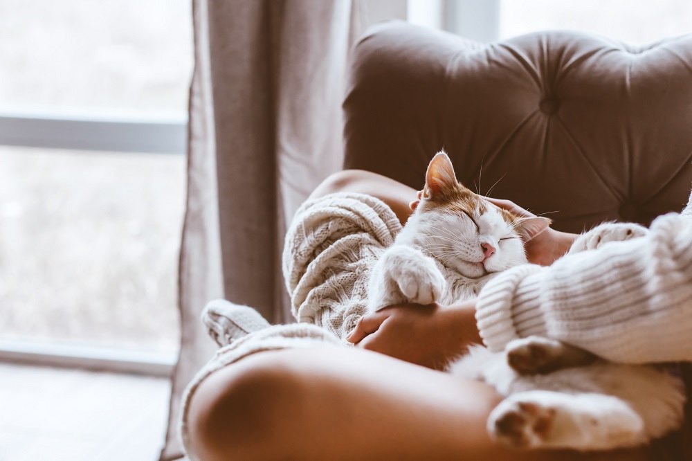 Un gatto arancione e bianco si accoccola sulle ginocchia del suo padrone, vicino a una finestra.