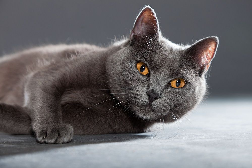 Gatto Certosino grigio con occhi giallo-arancio isolato su sfondo grigio.