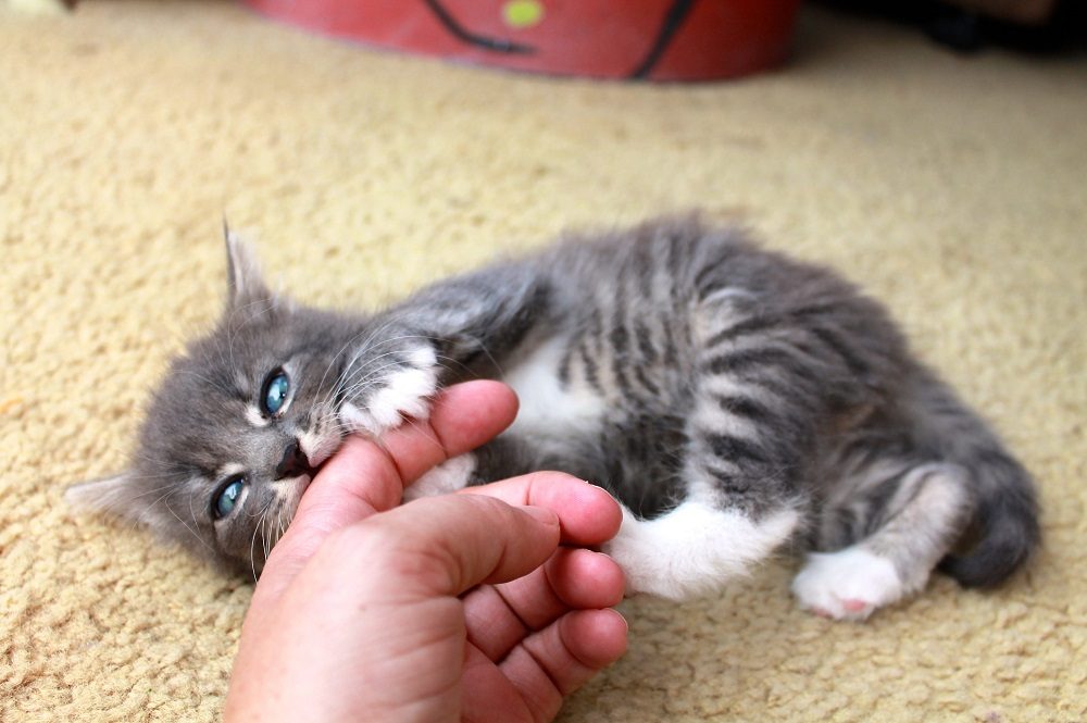 piccolo gattino grigio rosicchia la mano del proprietario