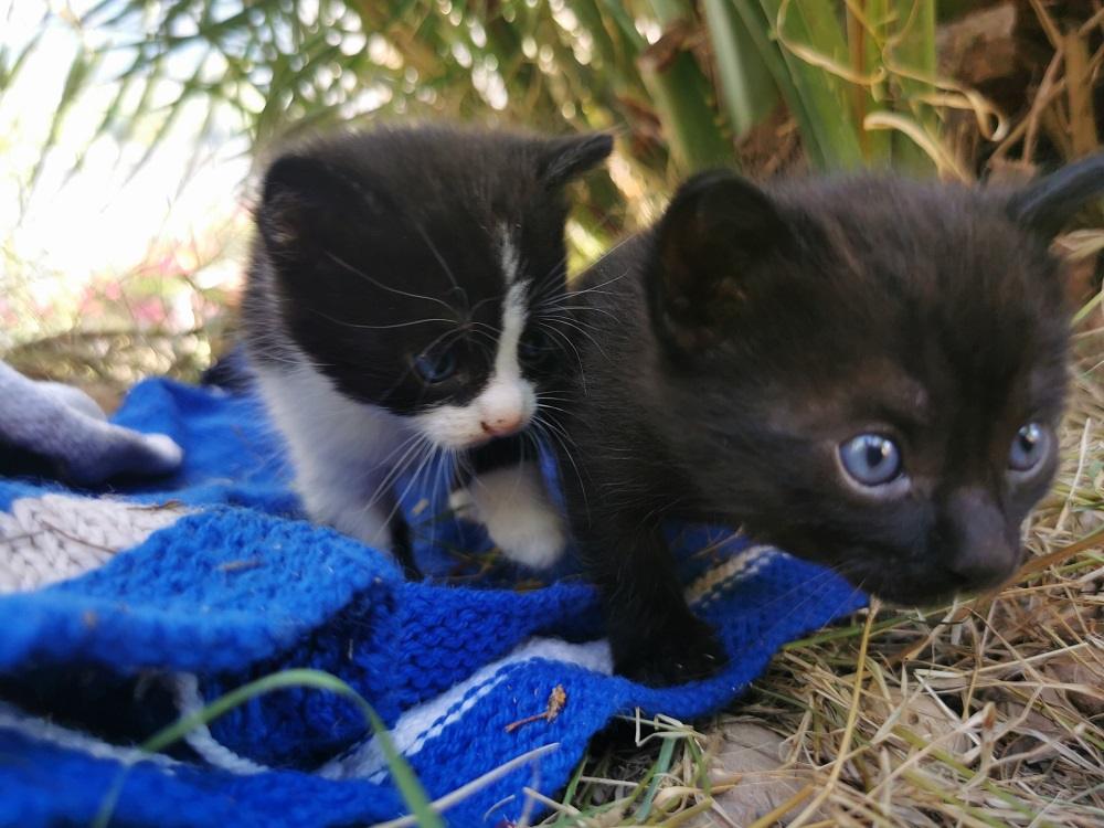 Due gattini di quattro settimane esplorano il giardino sul tappeto