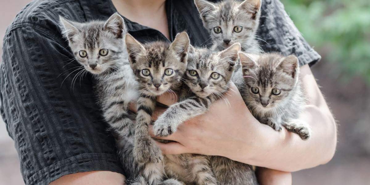 Persona che tiene in mano un gruppo di gattini