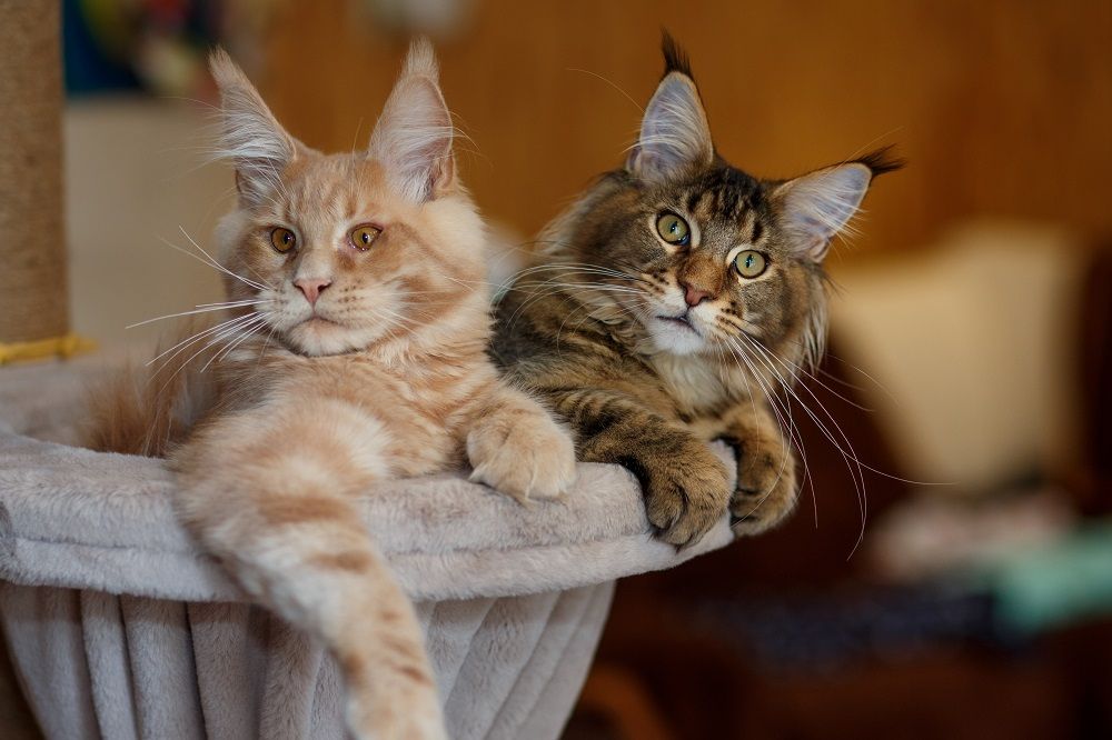 Ritratto di due graziosi gattini Maine Coon tigrati, uno rosso e uno grigio, adagiati su un supporto da gioco.