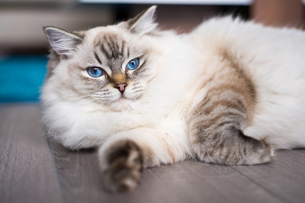 Gatto Ragdoll sdraiato sul pavimento di legno.