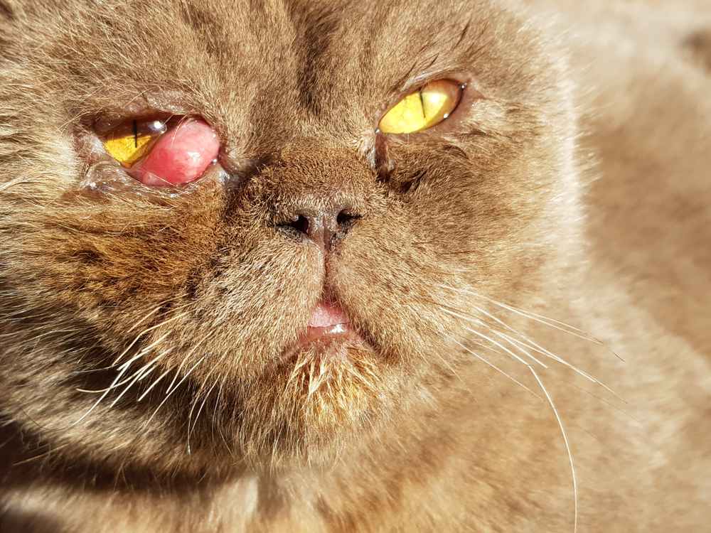 Primo piano del muso di un gatto britannico malato. Prolasso del terzo secolo, prolasso della ghiandola lacrimale