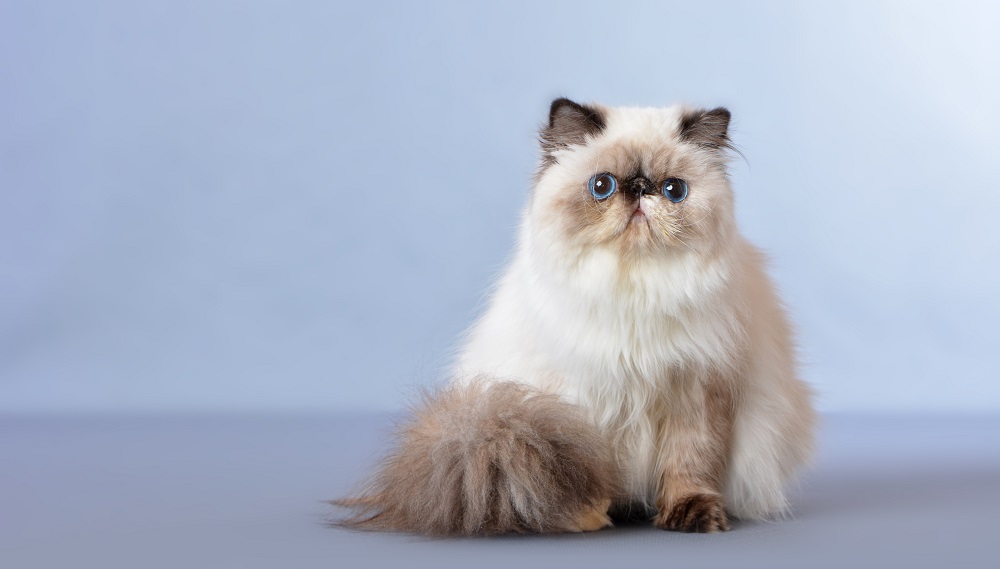 Il gatto persiano himalayano, noto anche come gatto persiano a pelo lungo, è una razza di gatto a pelo lungo caratterizzata da una faccia rotonda e un muso corto.