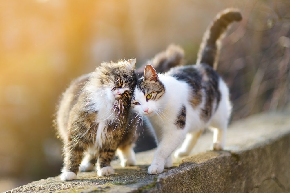 Due gatti amichevoli