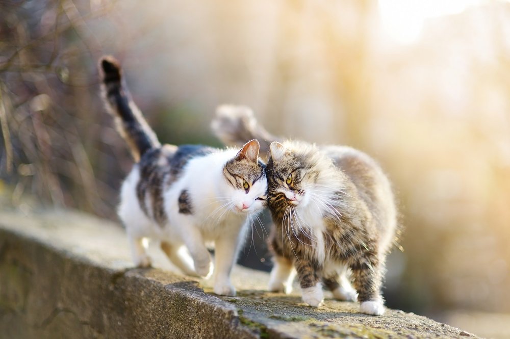 Due gatti camminano lungo un muro strofinandosi la testa.