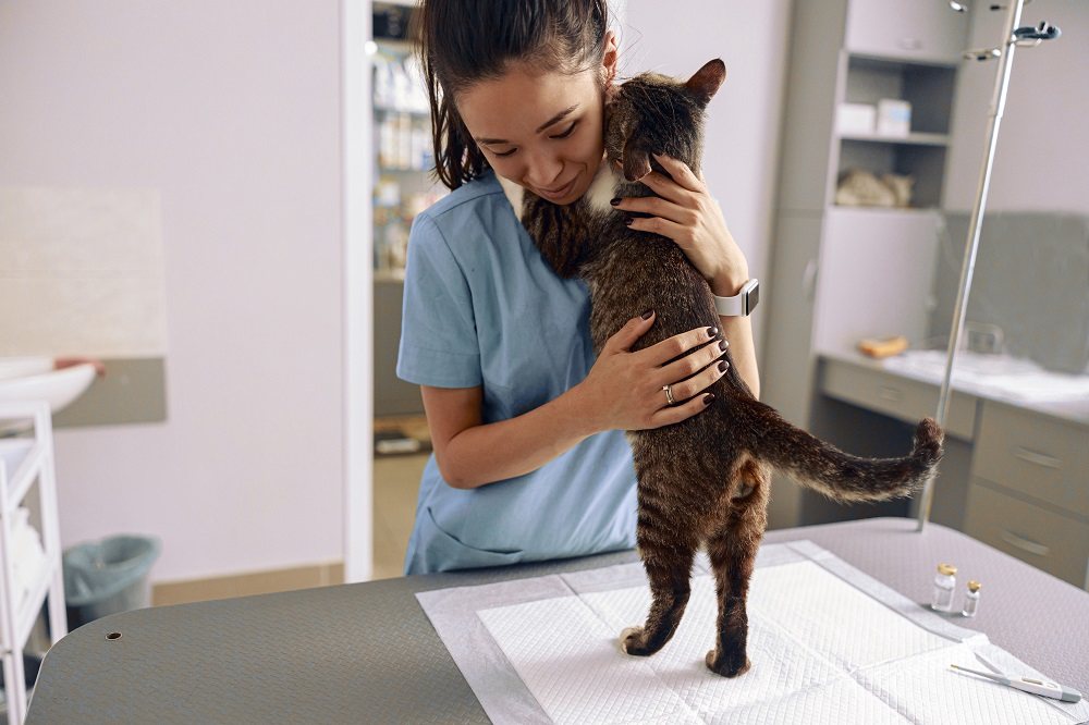 Gatto che abbraccia il veterinario con le zampe sulle spalle sul tavolo della visita