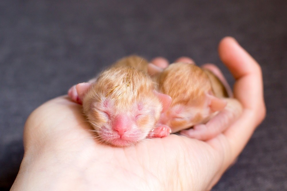 Un piccolo gattino appena nato nelle mani di una persona