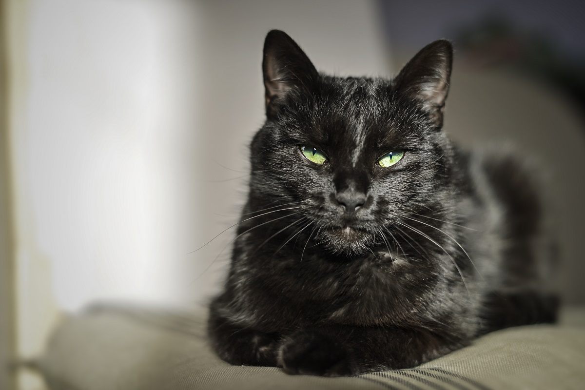 gatto nero con gli occhi verdi