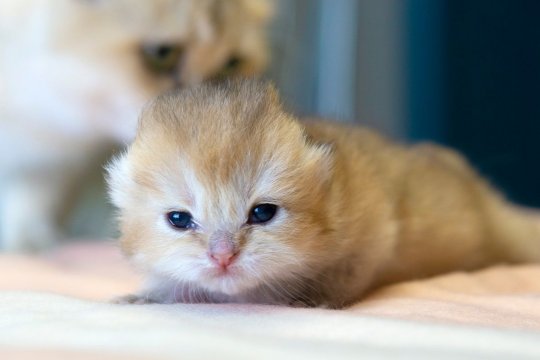 Come faccio a sapere quanti anni ha il mio gattino?