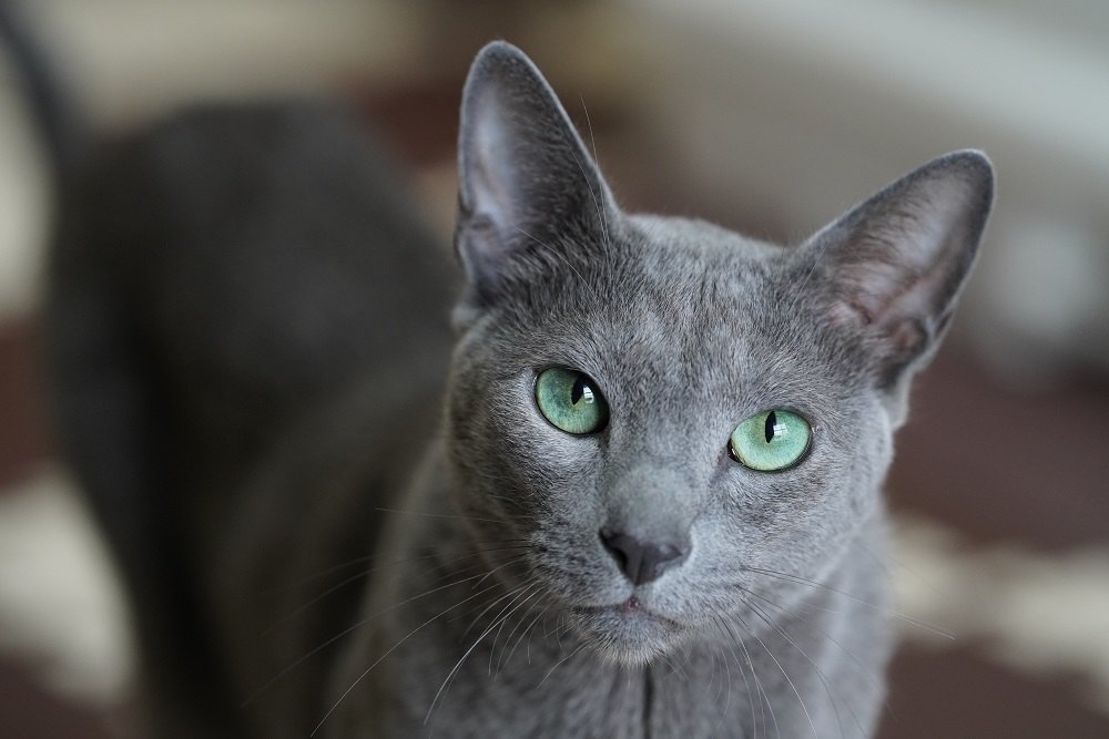 Gatto blu di Russia, simpatico animale domestico.