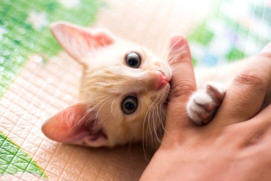 8 Consigli per impedire al tuo gattino di mordere