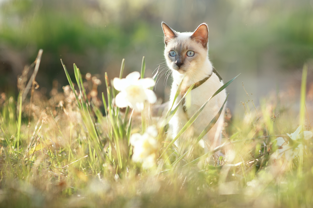 Gatto fuori nell'erba che fissa un fiore bianco