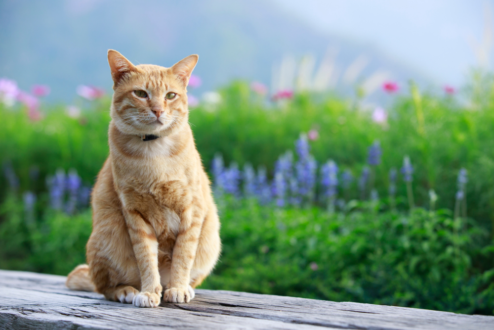 Gatto arancione seduto sul legno con fiori blu e rosa sullo sfondo