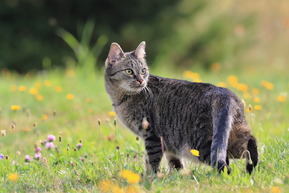 Gatto soriano che guarda indietro in un prato