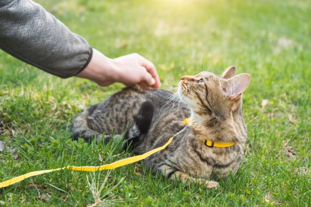 75 nomi di gatti a tema estivo con significati