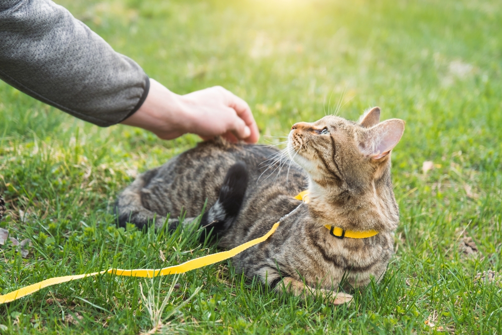 Gatto soriano sdraiato sull'erba che guarda il proprietario, il cui braccio è proteso verso il gatto