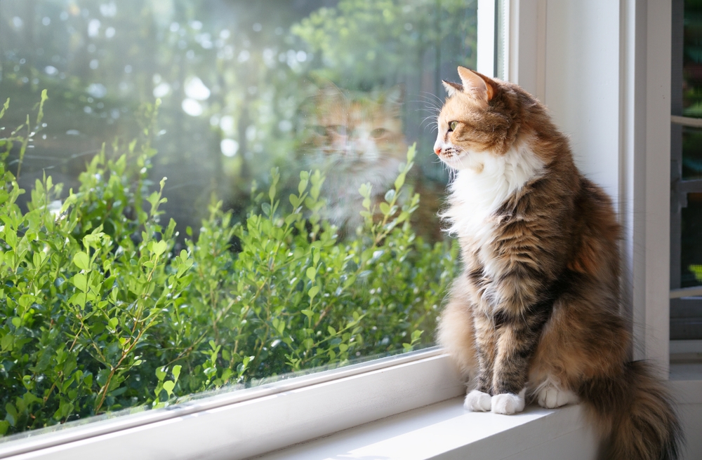 Gatto seduto sul davanzale della finestra che guarda gli arbusti e gli alberi verdi