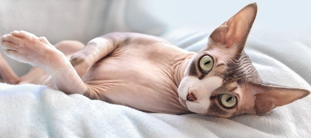 Un gatto Sphynx con alcune macchie scure è sdraiato su una coperta grigio chiaro.