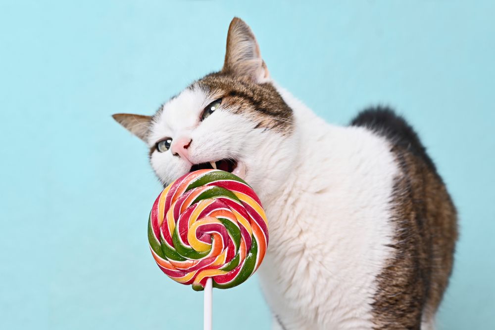 Un gatto marrone e bianco che lecca un lecca-lecca.