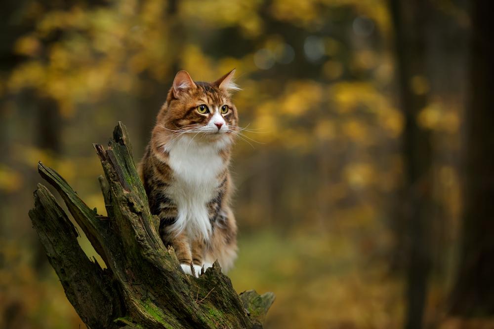 Un gatto marrone e bianco è seduto in cima a un albero spezzato.