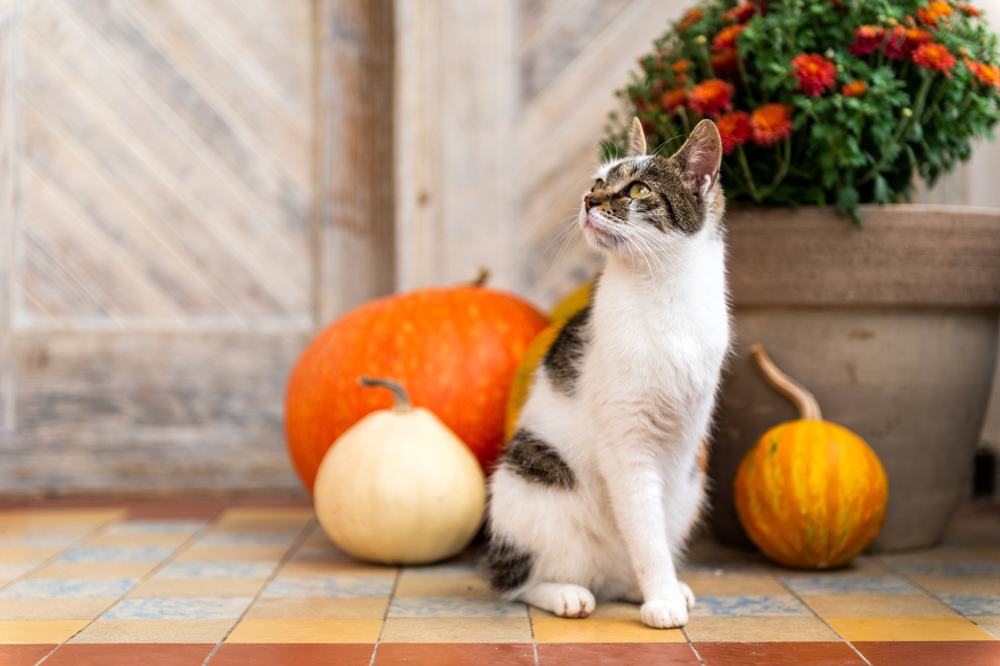 Un gatto marrone e bianco a cui manca una zampa anteriore è seduto su una veranda con delle zucche sullo sfondo.