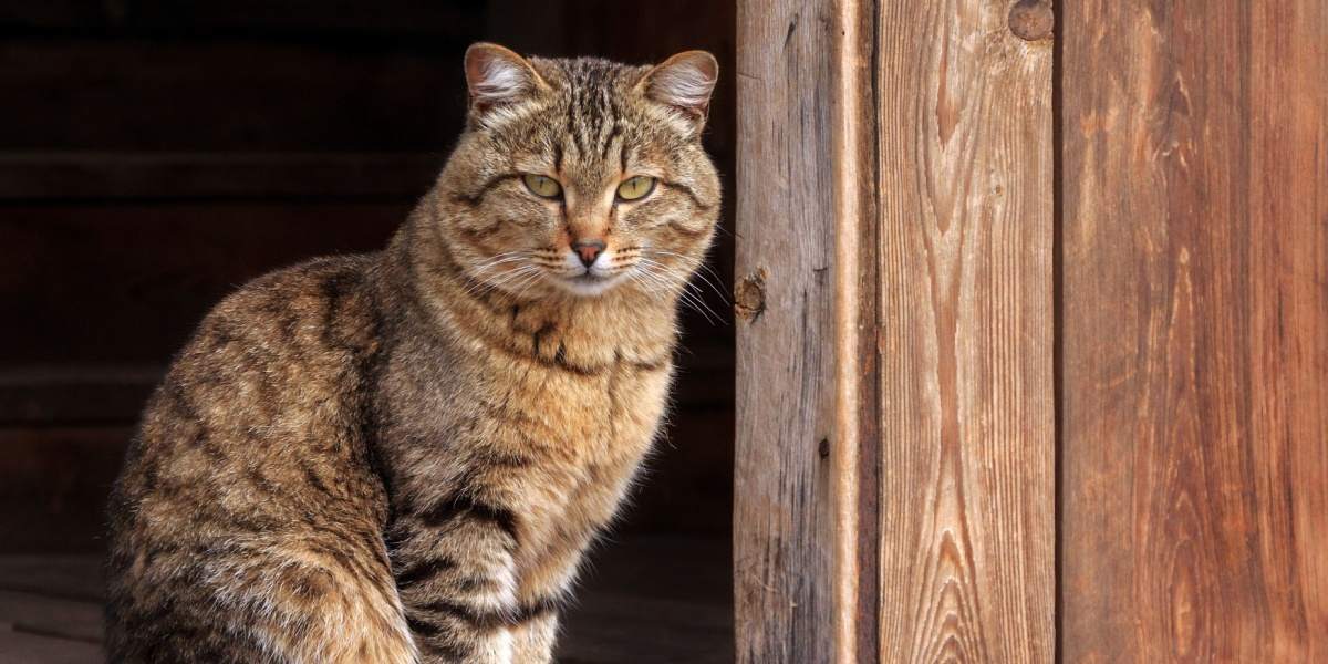 Un gatto soriano marrone è seduto sulla soglia di una stalla.