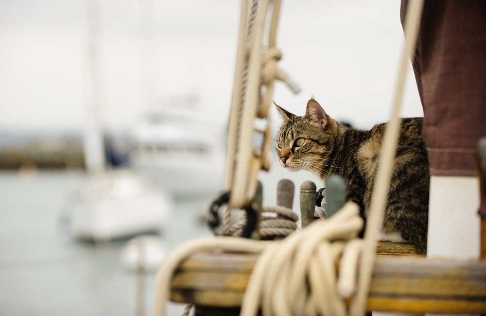 Un gatto soriano marrone è in piedi su una barca a vela.